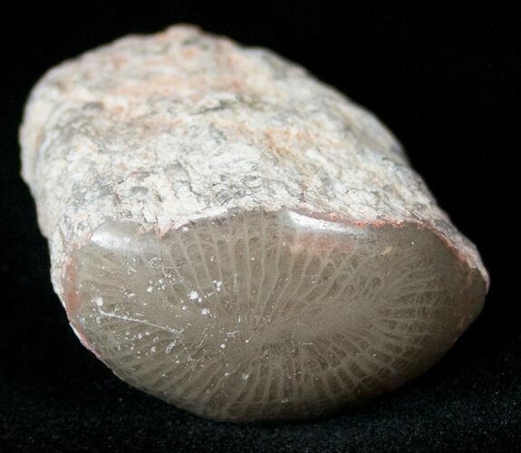 Pennsylvanian Aged Red Agatized Horn Coral - Utah #15268